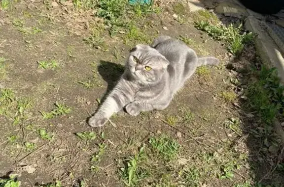 Пропала кошка, Ногинск