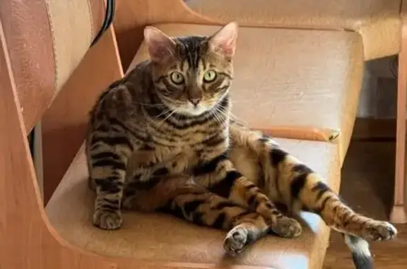 Кошки потеряшки, Великие Луки, фото: Потеряшка кошка, пр. Гагарина 7к2, Вел. Луки