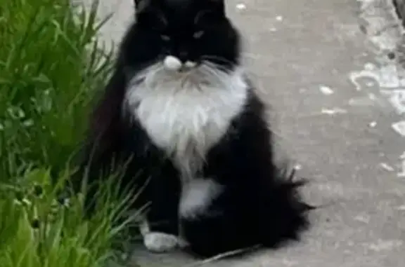 Найдена кошка, Санкт-Петербург, фото: Чёрно-белая кошка найдена на Восстания 8