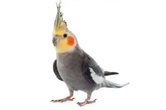 Объявления о пропавших и найденных животных, Владивосток, фото: Пропала корелла, Сипягина 34, Владивосток