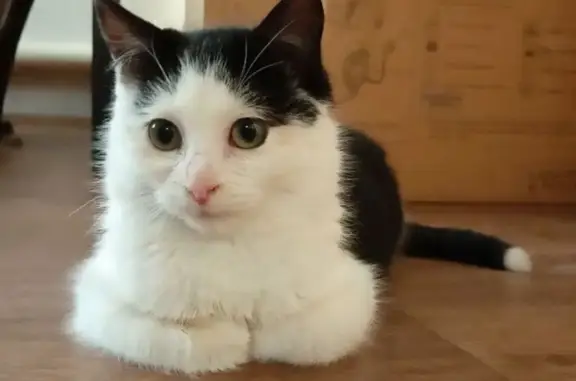 Кошки потеряшки, Самара, фото: Потеряшка кот, Ново-Вокзальный тупик, 21А