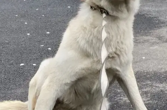 Собака найдена: Омск, ул. Ленина 33