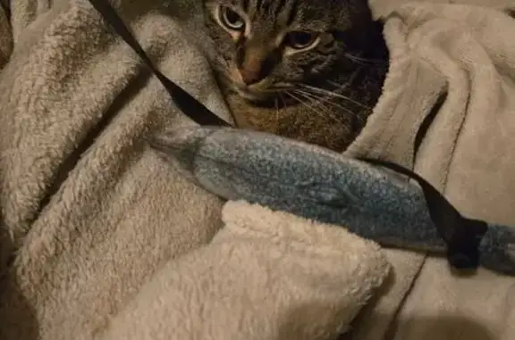 Кошки потеряшки, Ростов-на-Дону, фото: Потеряшка кошка, ул. Мясникова, 28, Ростов