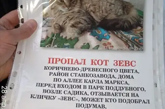 Пропала кошка