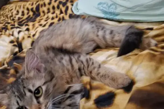 Кошки потеряшки, Прибрежный, фото: Потеряшка кошка, ул. Бережная, Прибрежный