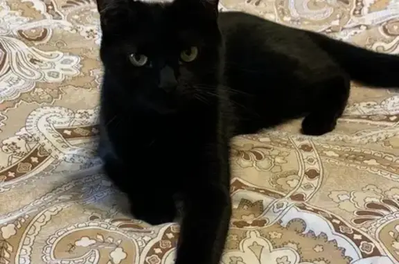 Кошки потеряшки, Великий Новгород, фото: Потеряшка черная кошка, пер. Юннатов, 7