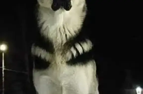 Собаки потеряшки, , фото: Потеряшка овчарка Алтай, А-181, Каменногорск