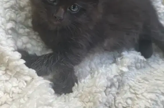 Кошка найдена: пр. Мира 27, Наб. Челны