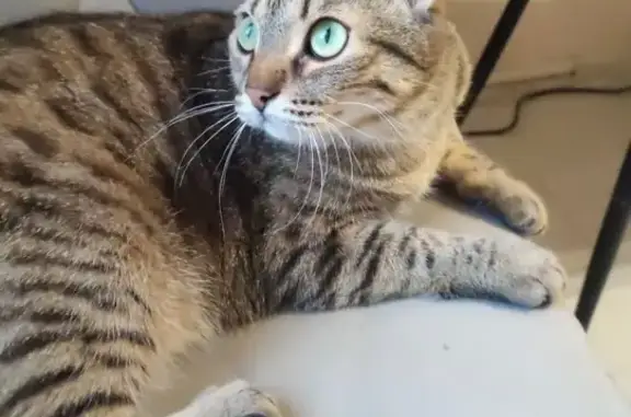 Кошки потеряшки, Одинцово, фото: Потеряшка кот Соник, Можайское ш., 79, Одинцово