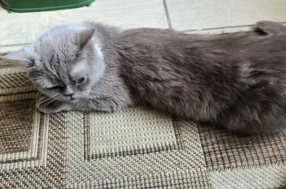 Кошка найдена: ул. Энергетиков, 6