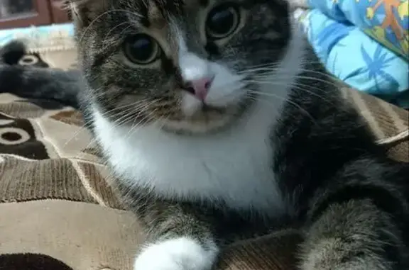 Объявления о пропавших и найденных животных, Тамбов, фото: Пропала кошка, Звездный пер., 13, Тамбов