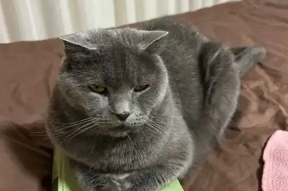 Кошки потеряшки, , фото: Потеряшка кошка