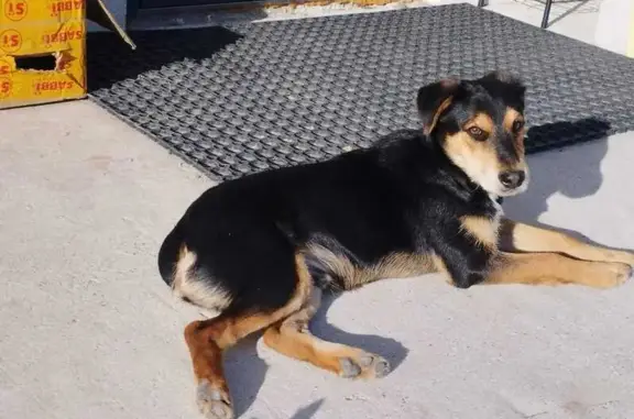 Найдена собака на ул. Крайней, 4, Гурьевск