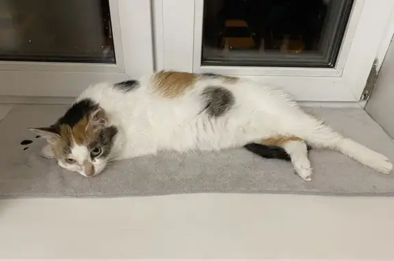 Кошки потеряшки, Московская область, фото: Потеряшка кошка, Отрада Снт, МО