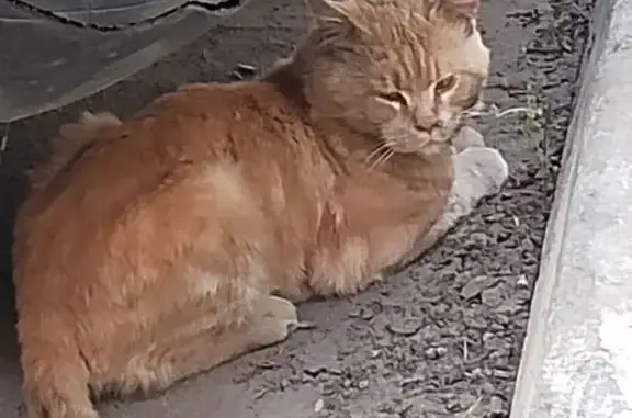 Найдена кошка, Саранск, фото: Кошка найдена: ул. Полежаева, 159Б