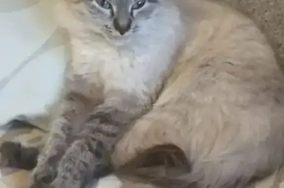 Пропала кошка