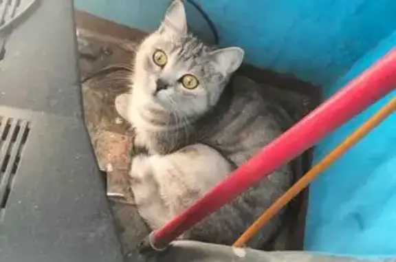 Кошка найдена на Угличской, 35, Ярославль