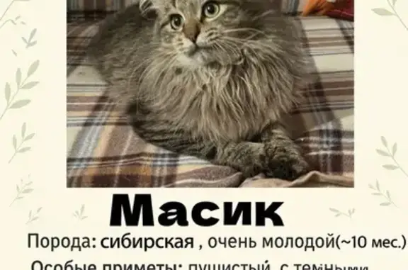 Пропала кошка, Волоколамск