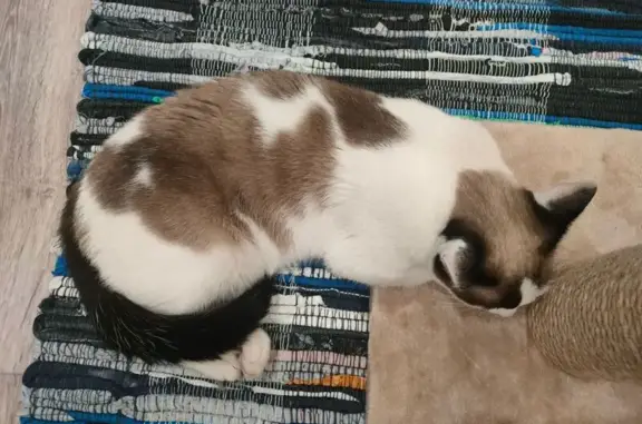 Объявления о пропавших и найденных животных, Горно-Алтайск, фото: Найдена кошка на Чорос-Гуркина, 70