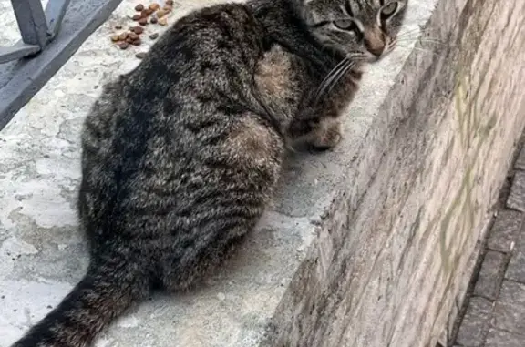 Найдена кошка, Санкт-Петербург, фото: Кошка найдена на Восстания 8, СПб