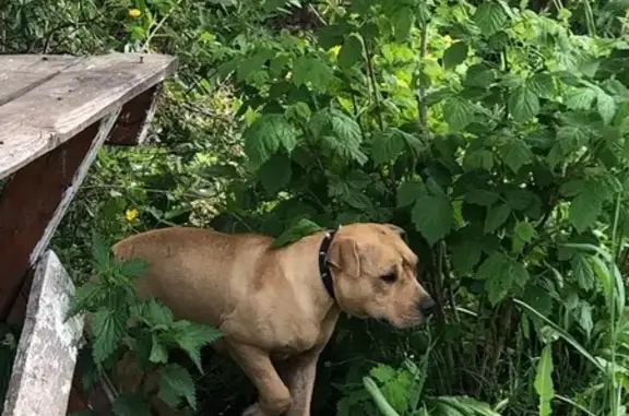 Собака с шипами, Заозерная 2а, Столбище