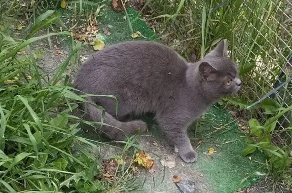 Серая кошка найдена на Ульяновской, 42