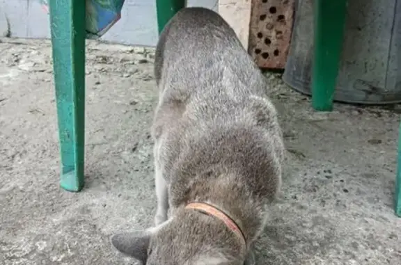 Найдена кошка, Балашиха