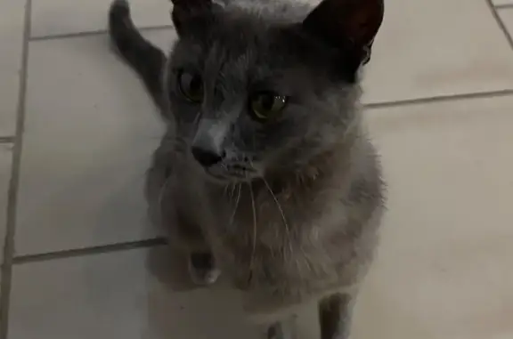 Кошка найдена: Вишнёвый проезд, 9, Саратов