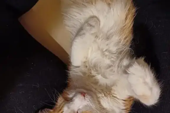 Кошки потеряшки, Ленинградская область, фото: Потеряшка кошка в Лемболово, Ленобласть