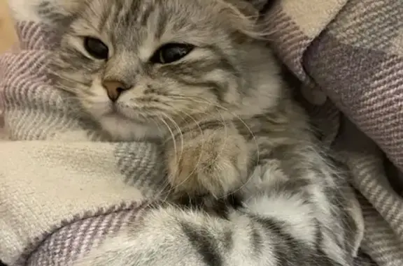 Пропала кошка