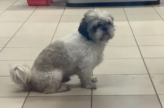 Шицу найдена: QUAI, Волгоградская обл.