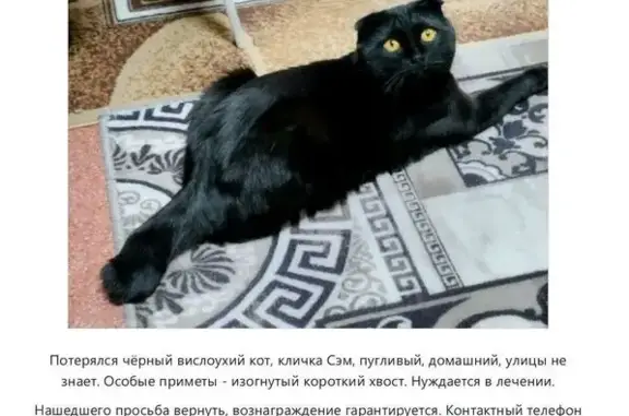 Кошки потеряшки, Московская область, фото: Потеряшка кот Сэм, Мечта-3 Снт, МО