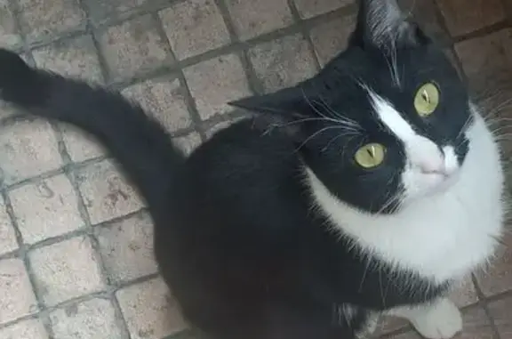 Потерянные животные Тверь, фото: Пропала кошка, Королева 4, Тверь