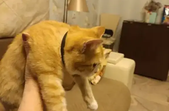 Найдена кошка, Шарыпово, фото: Котёнок найден у 