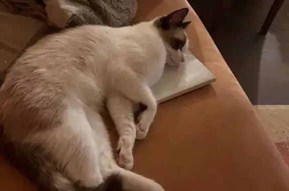 Кошки потеряшки, Томск, фото: Потеряшка кошка, Белинского 5, Томск