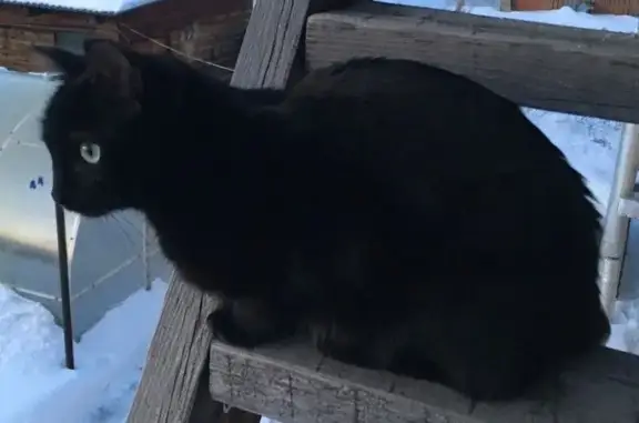 Кошки потеряшки, Бердск, фото: Потеряшка кошка Ася, Бердск, ул. Матросова, 50А