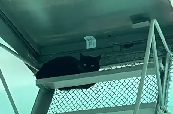 Найдена кошка, Москва