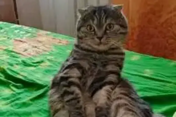 Пропала кошка, Шлиссельбург