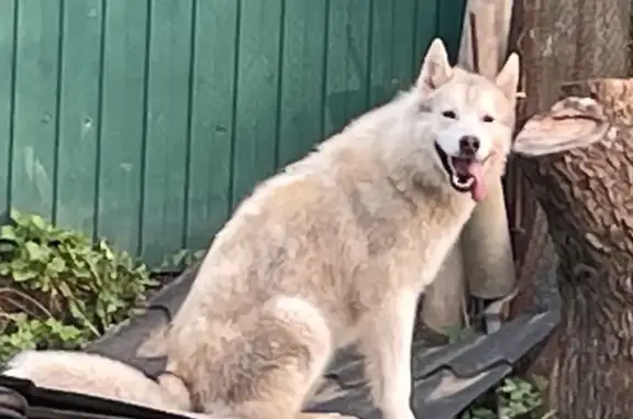 Найдена собака, Высоковск, фото: Найдена собака, Краснофлотская 4, Высоковск
