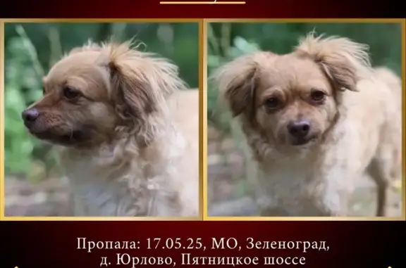 Пропала собака, Московская область