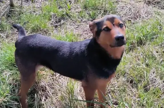 Найдена собака, ул. Советская 42, Тверь