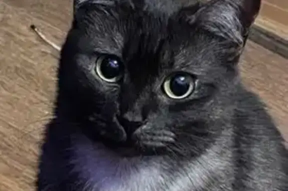 Пропала кошка, Зеленый Луг, Новосиб. обл.