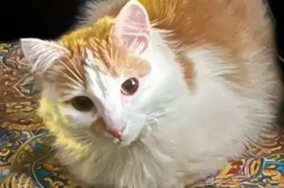 Пропала кошка, Лобня