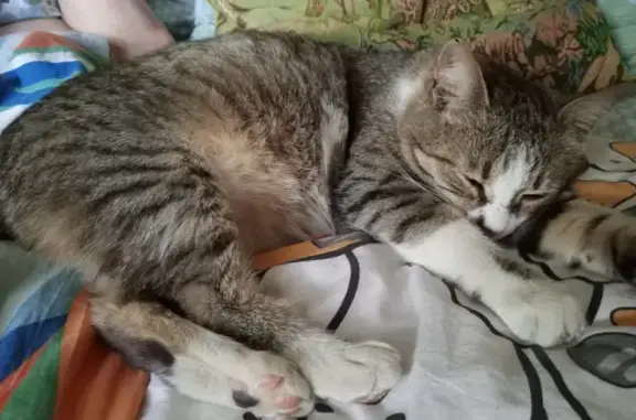 Кошка найдена: ул. Фронтовая, 62, Воронеж