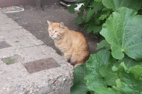 Найдена кошка, ул. Строителей, 5, Яр.