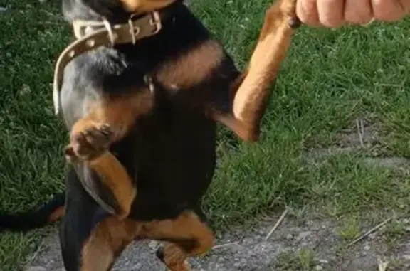 Найдена собака, Лабинск, фото: Собака найдена: Октябрьская 132-134, Лабинск