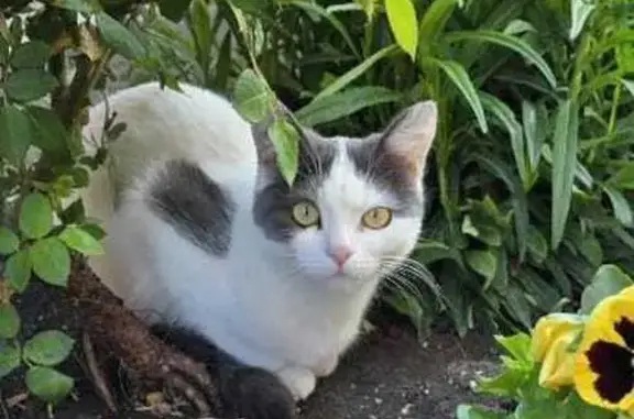 Пропала кошка
