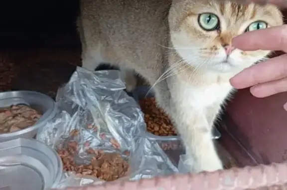 Найдена кошка, Сургут, фото: Найдена кошка, Сургут