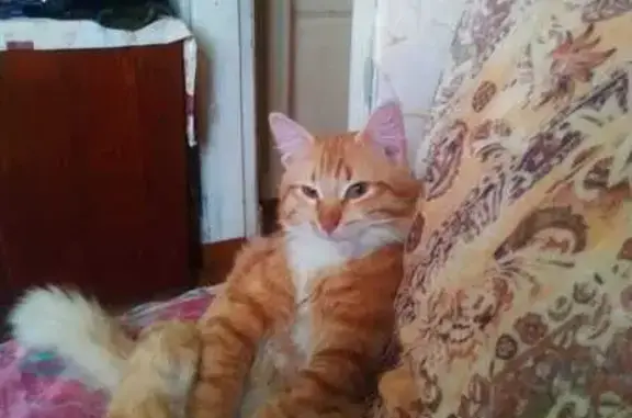 Найдена кошка, Ялта, фото: Кошка найдена у кинотеатра 