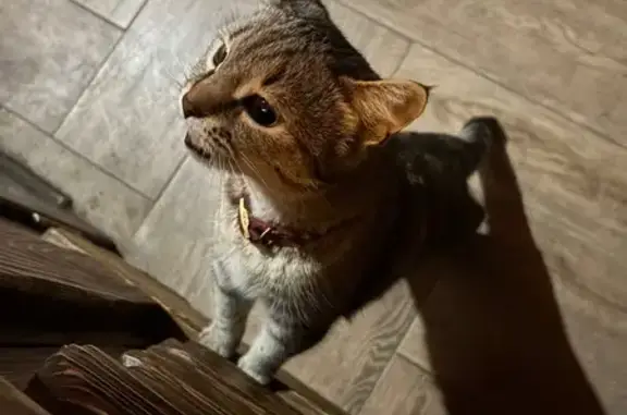 Кошка найдена: ул. Шевченко 251/2, Ор.